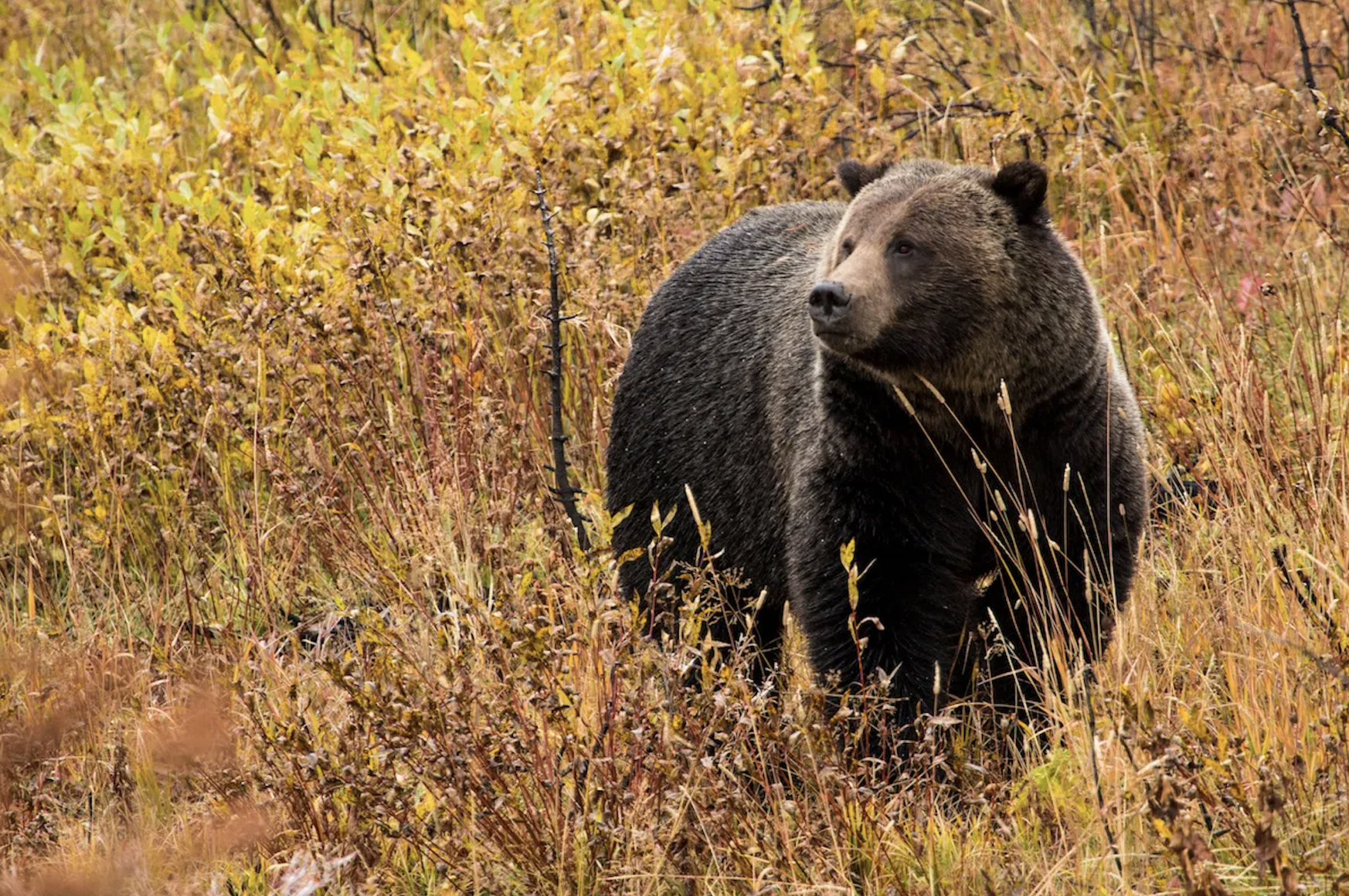 Grizzly bears relocated 