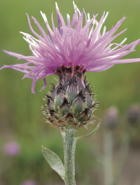 Weed and Pest: ’Disconnect” from the land driving invasive species spread